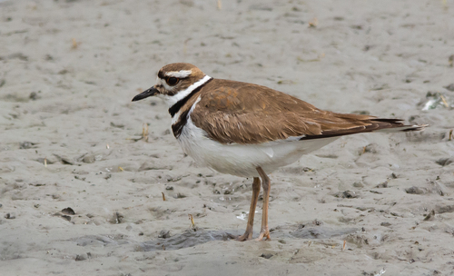 Killdeer