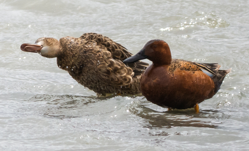 Cinnamon Teal