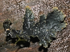 Pseudocyphellaria neglecta
