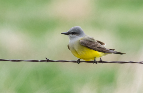 Western Kingbird