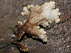 Pseudocyphellaria neglecta