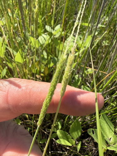 Alopecurus carolinianus observed 2026-05-09