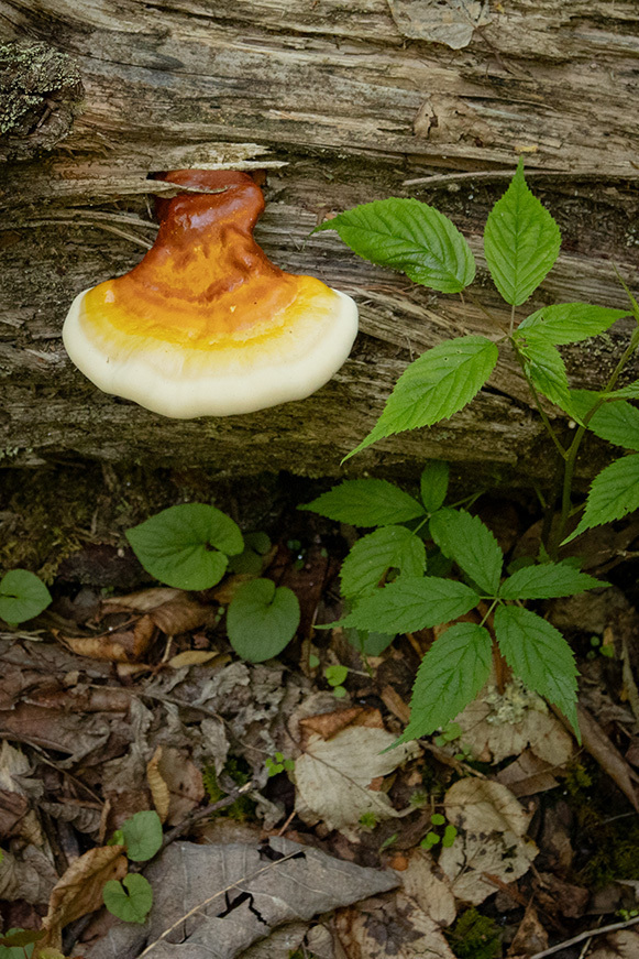 hemlock varnish shelf · May 2026 · photo: Photo: (c) marciem, some rights reserved (CC BY) · iNaturalist