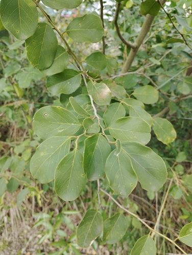 Cynophalla retusa observed 2026-05-18