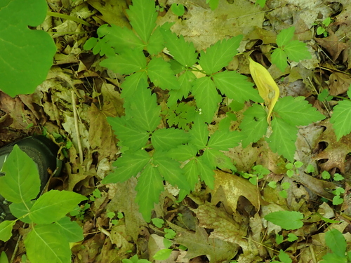 Two-leaved Toothwort