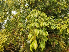 Ficus maclellandii