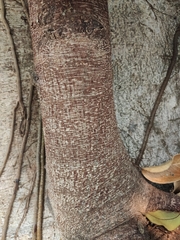 Ficus maclellandii
