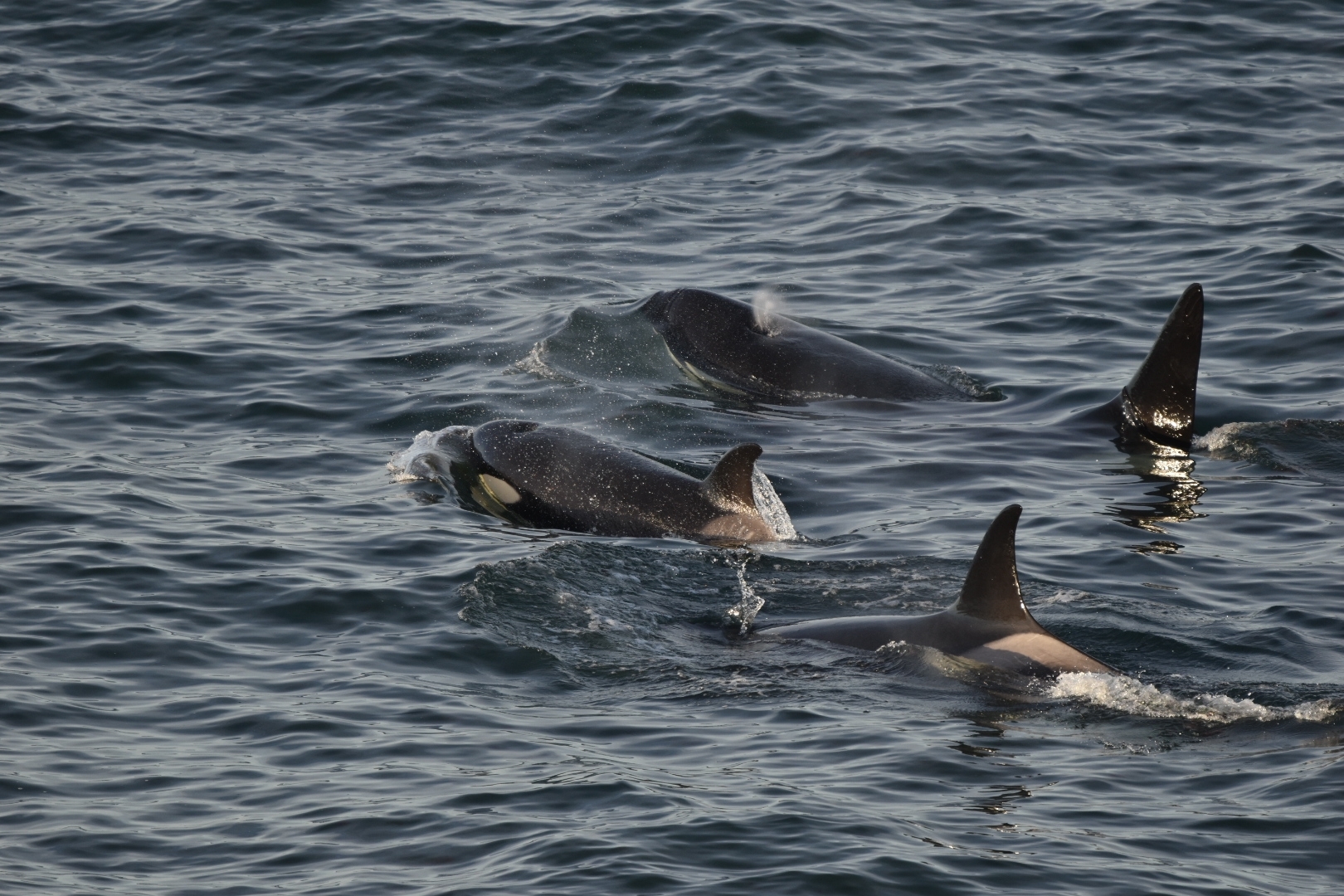 Orcinus orca