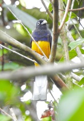 Trogon chionurus
