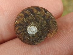 Anguispira strongylodes