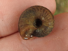 Anguispira strongylodes