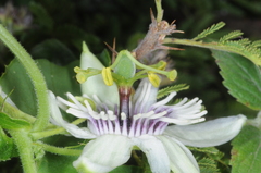 Passiflora morifolia