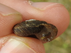 Anguispira strongylodes