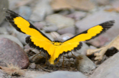 Xanthyris flaveolata