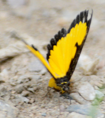 Xanthyris flaveolata