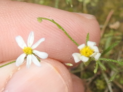 Chaetopappa asteroides