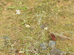 Chaetopappa asteroides
