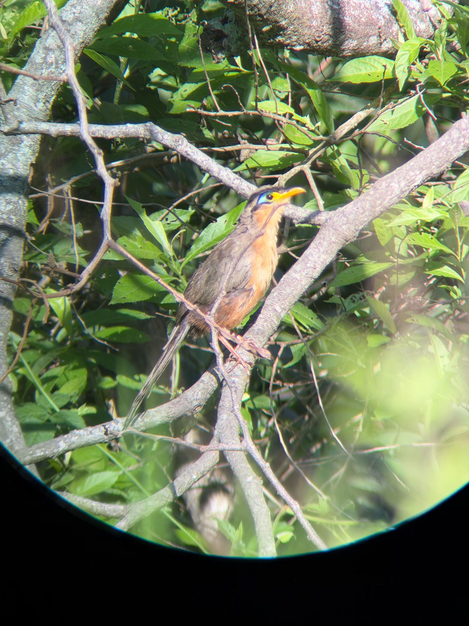 Lesser Ground Cuckoo (Morococcyx erythropygus), photo 6