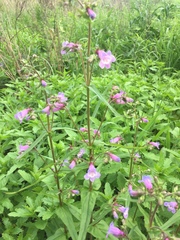 Penstemon tenuis