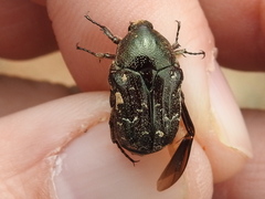 Euphoria sepulcralis