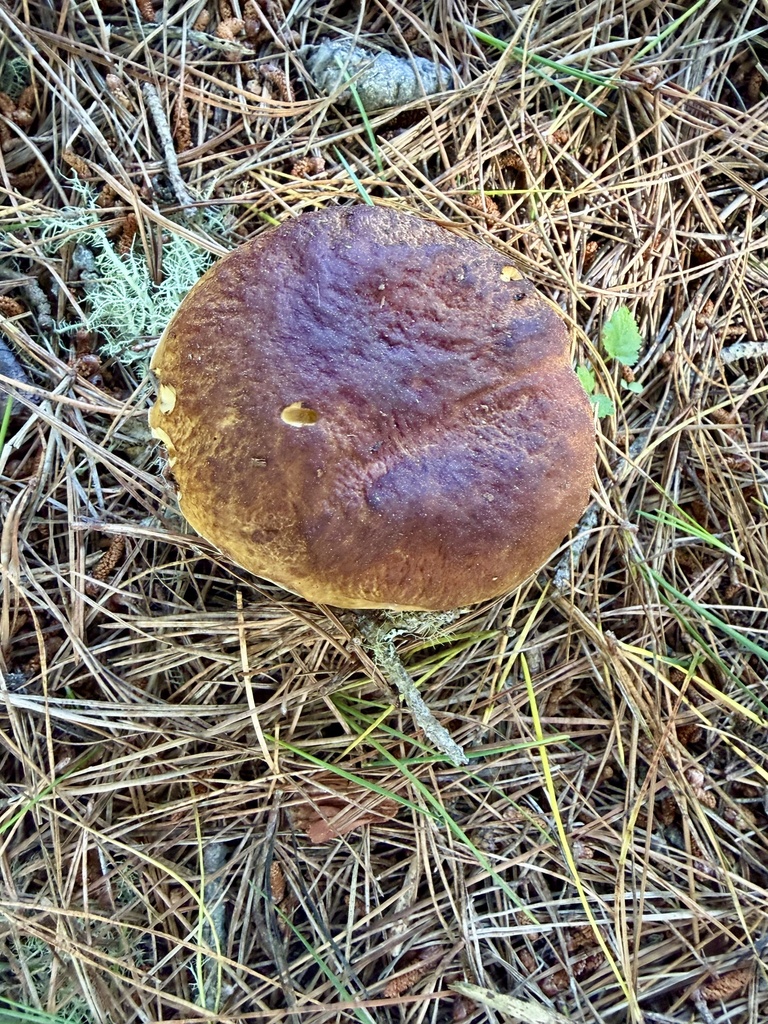 California King Bolete · May 2026 · photo: Photo: (c) Dutza K., some rights reserved (CC BY) · iNaturalist