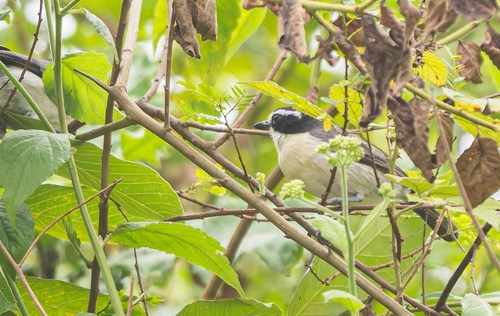 Gray-green Bushshrike