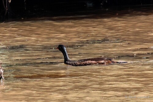 iNaturalist image