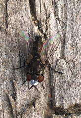 Metopia argyrocephala