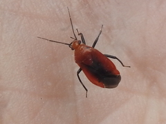 Tropidosteptes cardinalis