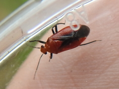 Tropidosteptes cardinalis