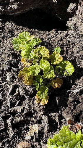 Rubus geoides, photograph 2