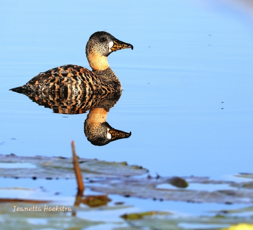 iNaturalist image