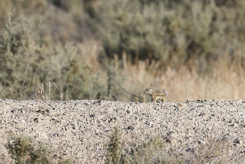 Nelson's Antelope Squirrel observed by danielbranch94