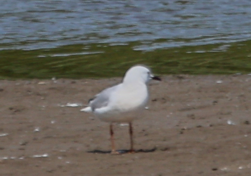 Slender-billed Gull｜细嘴鸥 参考照片