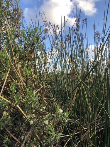 iNaturalist observation photo of California bulrush