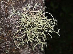 Usnea cornuta