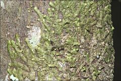 Frullania clavata
