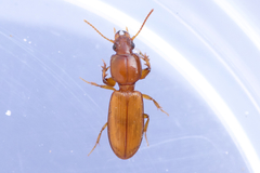 Clivina