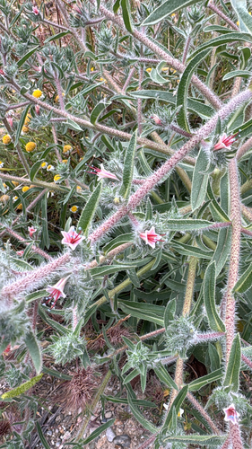 Echium asperrimum