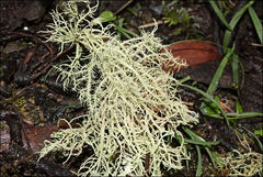 Usnea inermis