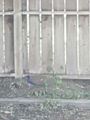 Aphelocoma californica