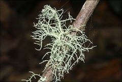Usnea inermis