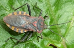 Piezogaster rubropictus