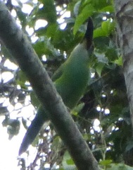 Aulacorhynchus derbianus