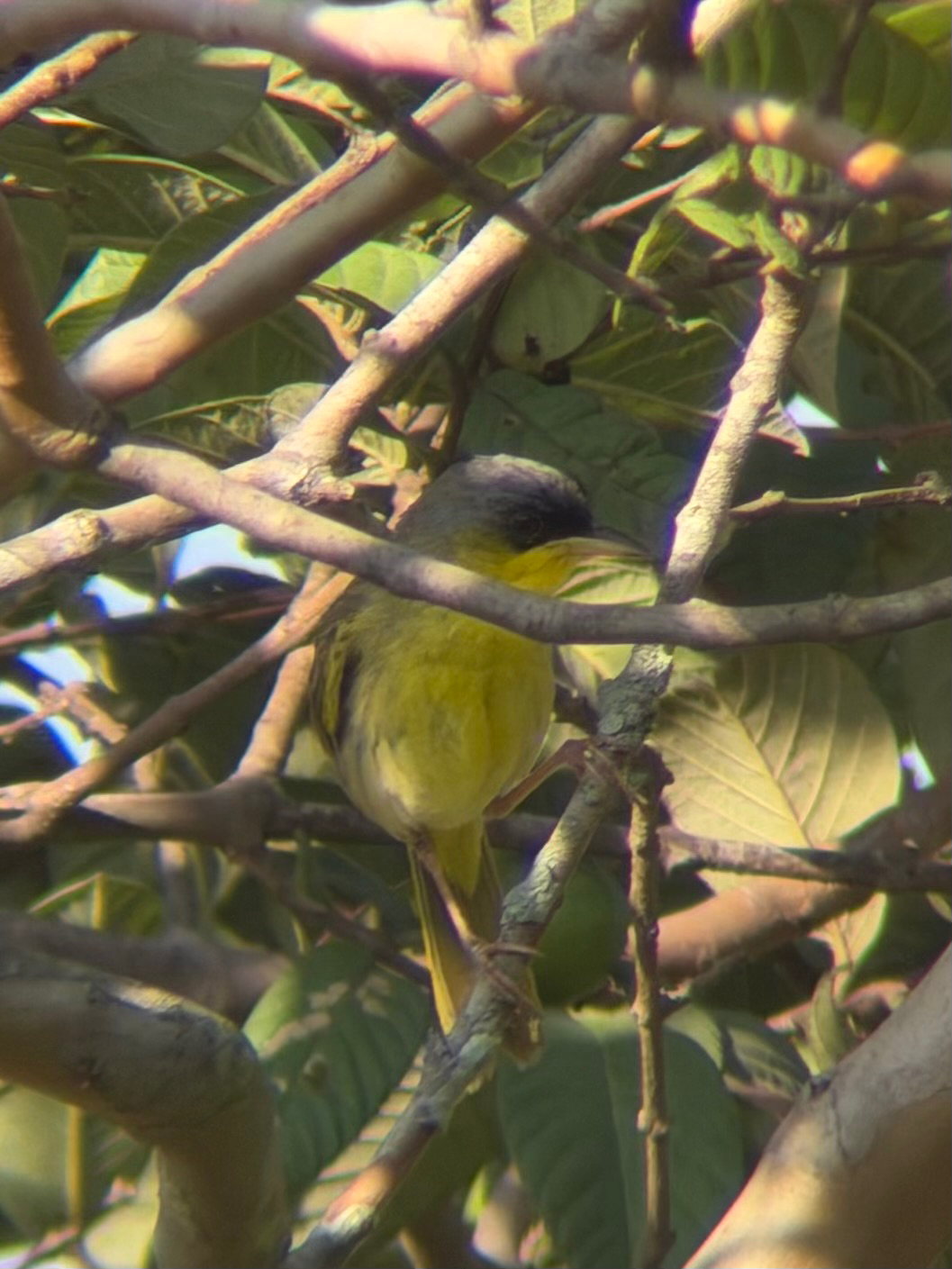 Grey-crowned Yellowthroat (Geothlypis poliocephala), photo 1