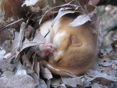 Muscardinus avellanarius