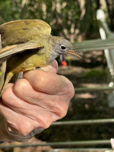 Connecticut Warbler (Oporornis agilis), photo 2