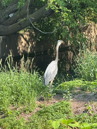 Great Blue Heron