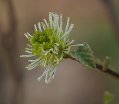 Fothergilla