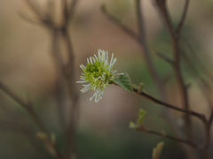 Fothergilla